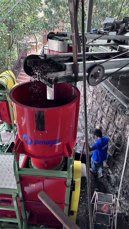 辉煌70年 奋进新孟连 全力打造精品咖啡 咖啡产业提质增效